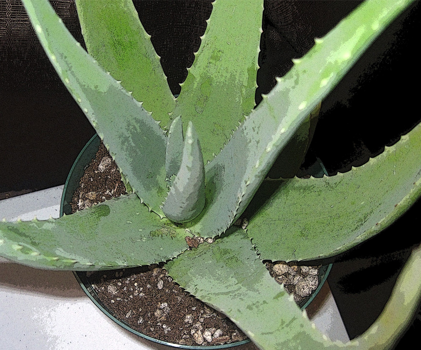 Aloe spicata (Aloes)