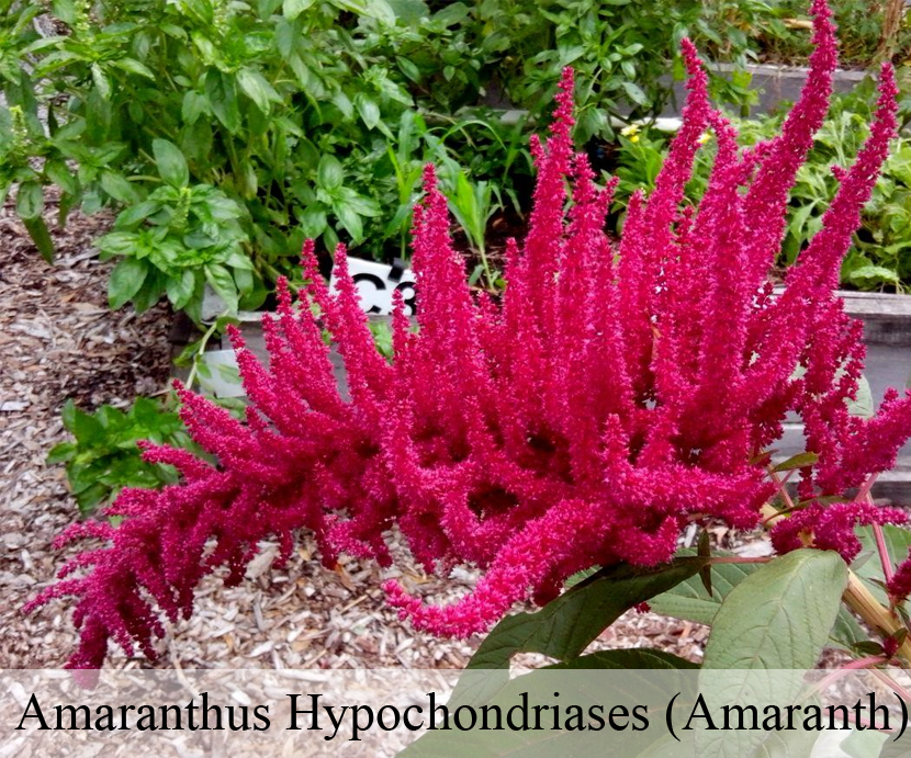  Amaranthus Hypochondriases (Amaranth)