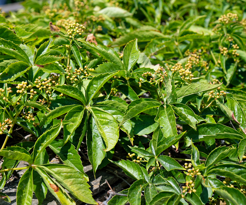 Ampelopsis Quinquefolia (Ivy American)