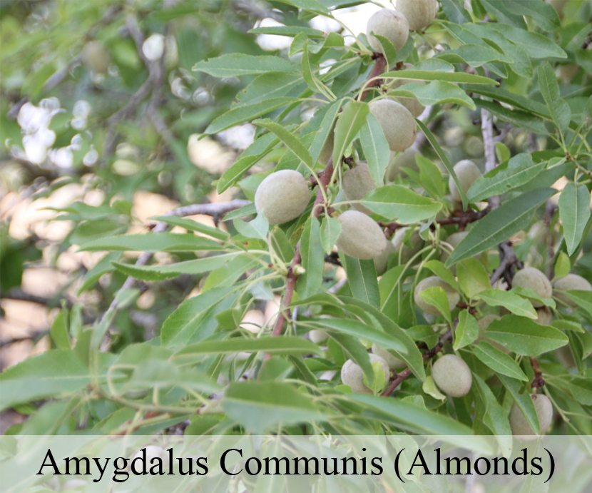 Amygdalus Communis (Almonds)