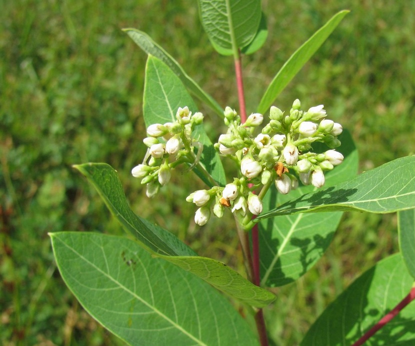Apocynum Androsaemifolium (Bitter Root)