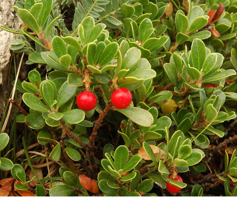 Arctostaphylos Uva-ursi (Bearberry)
