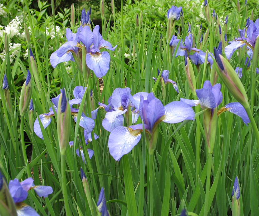 Iris Versicollor (Blue Flag)