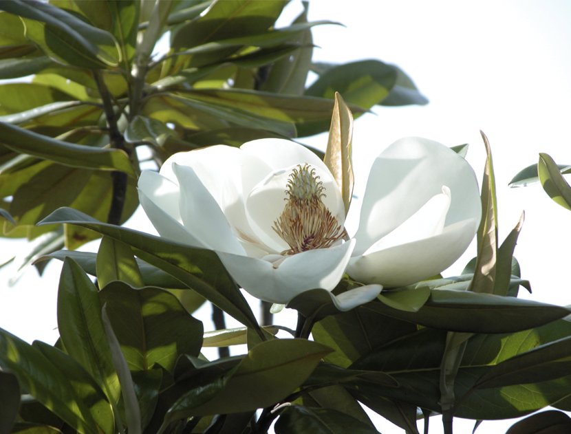 Magnolia Glauca (Magnolia)