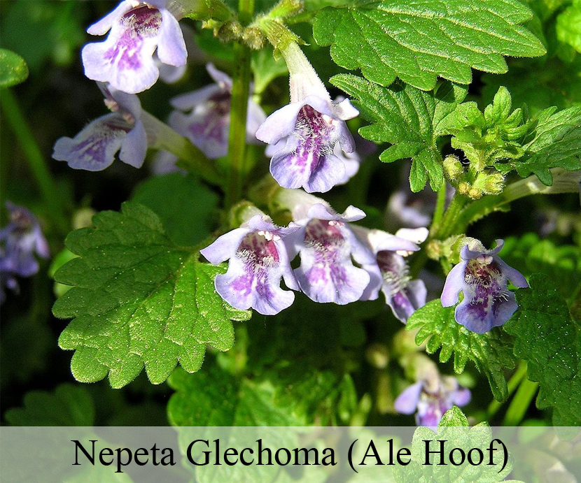 Nepeta Glechoma (Ale Hoof)