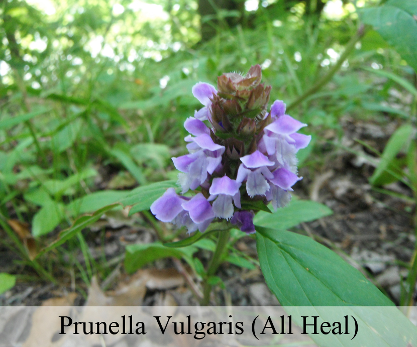 Prunella Vulgaris (All Heal)