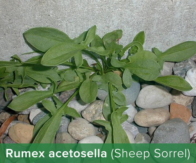 Rumex acetosella (Sheep Sorrel)
