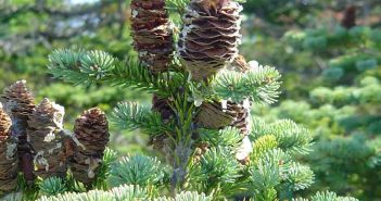 Abies Larix (Larch)