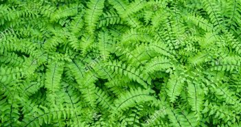 Adiantum Pedatum (Maienhair)