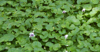 Alisma Plantago (Mad-dog Weed)