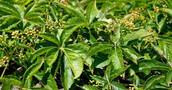 Ampelopsis Quinquefolia (Ivy American)