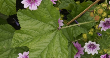 Common Malva Sylvestris (Mallow)