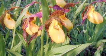 Cypripedium Pubescens (LadieS' Slipper)