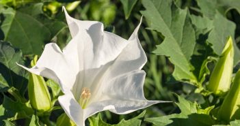 Datura Stramonium (Jamestown Weed)