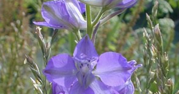 Delphinum Consolida (Larkspur)