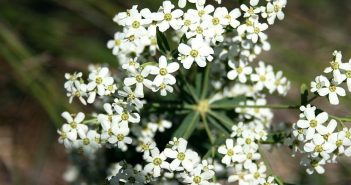 Euphorbia Corollata (Large Flowering)