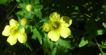 Gerardia Pedicularia (Lousewort)