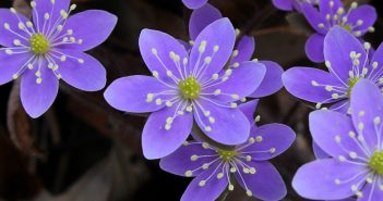 Hepatica Americana (Kidney Liver-Leaf)