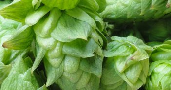 Humulus Lupulus (Hops)