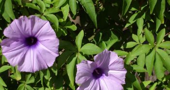 Ipomoea Jalapa (Jalap)