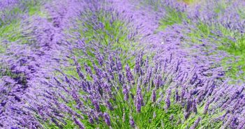 Lavandula Vera And Lavandula Spica (Lavender)