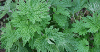 Leonurus Cardiaca (Motherwort)