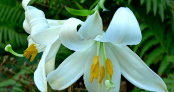 Lilium Candidum (Lily Meadow)