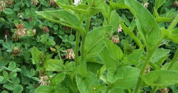 Lobelia Inflata (Lobelia)