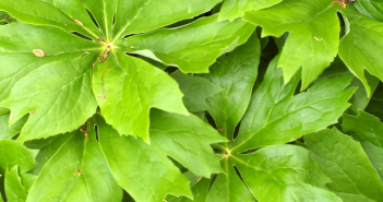 Podophyllum Peltatum (Mandrake)