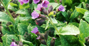 Pulmonaria Officinalis (Lungwort)