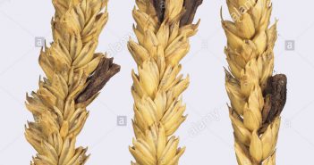 Secale Cornitum (Ergot)