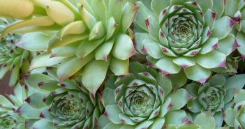 Sempervivum Tectorum (House-Leek)