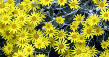 Senecio Aureus (Life-Root)