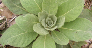 Verbascum Thapsus (Mullein)