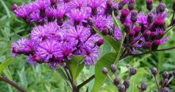 Vernonia Fasaciculata (Iron Weed)